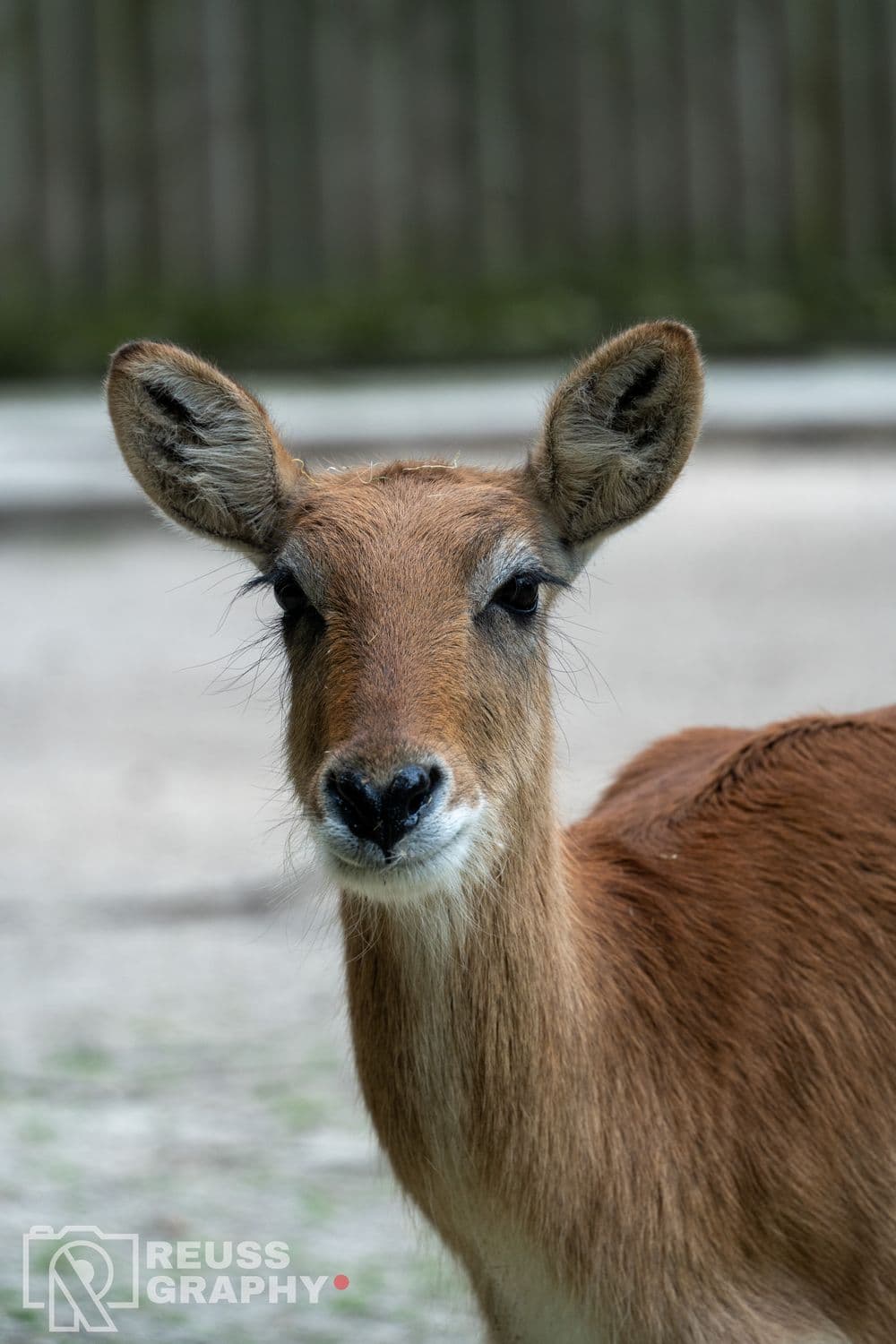 ZOO, zdjęcie 9
