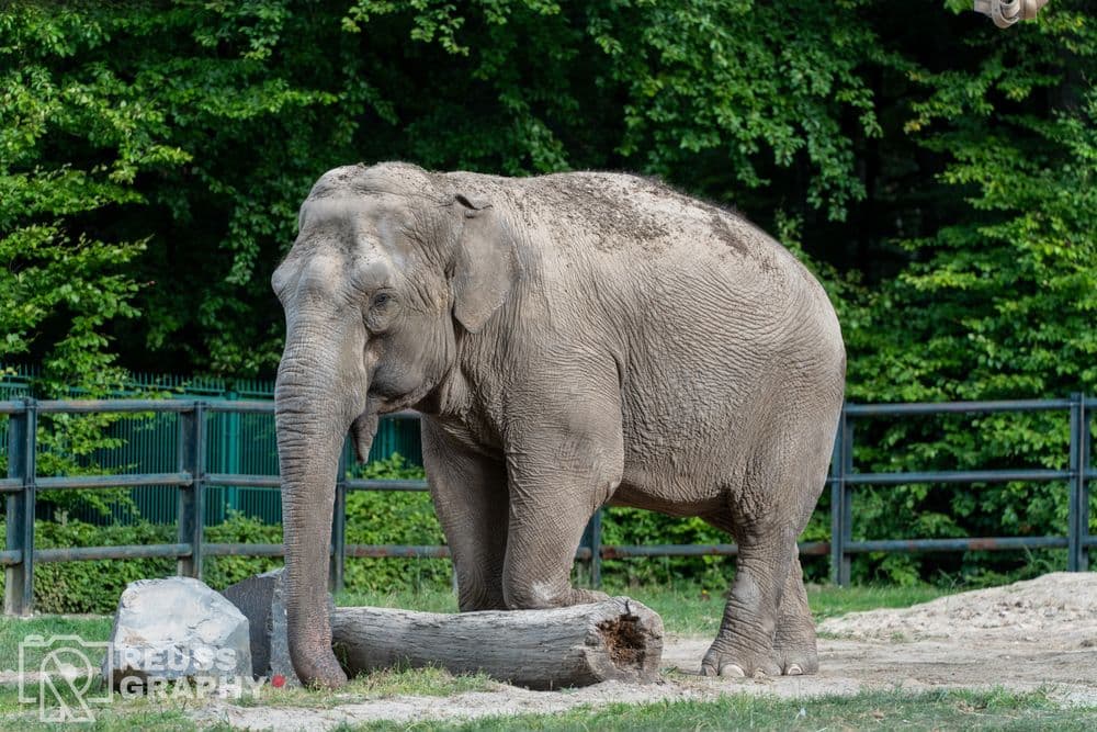 ZOO, zdjęcie 5