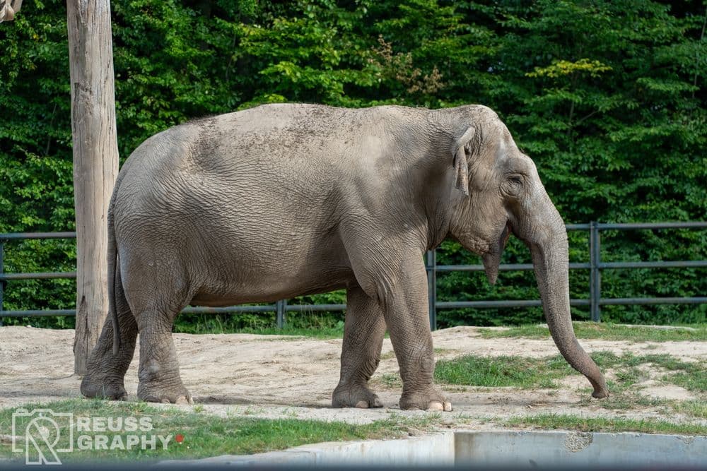ZOO, zdjęcie 11