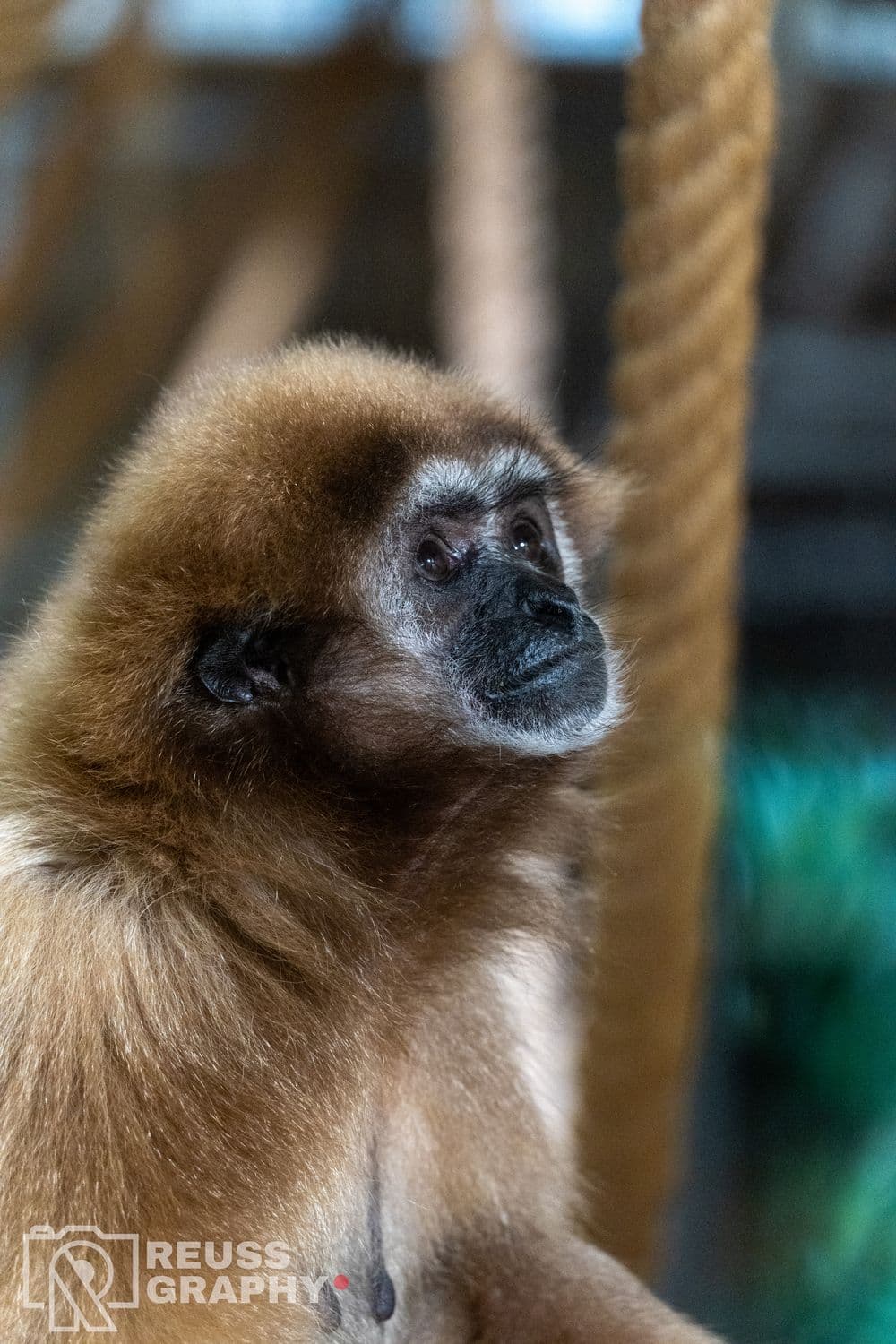 ZOO, zdjęcie 3