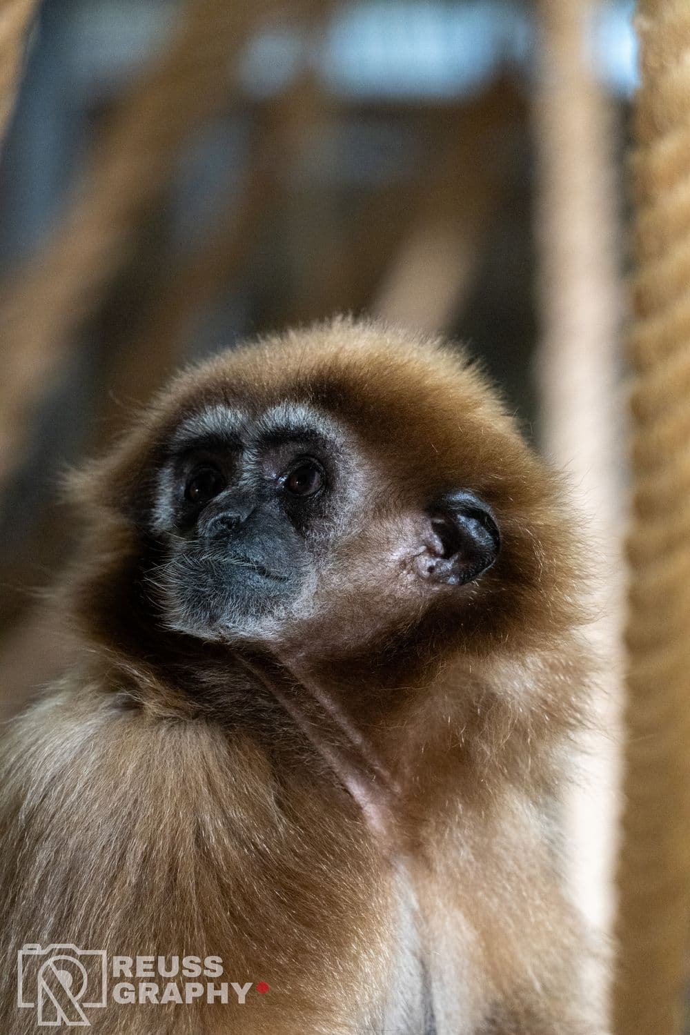 ZOO, zdjęcie 1